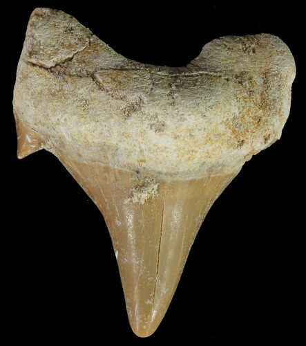 Otodus Shark Tooth Fossil - Eocene #67198